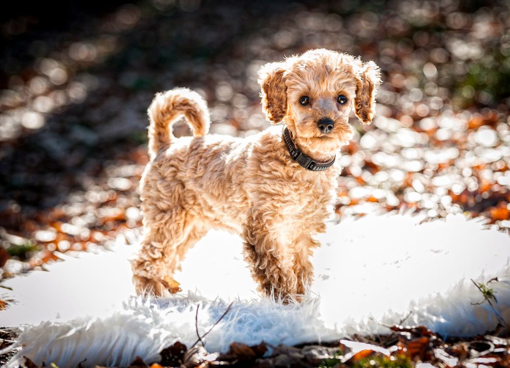 2015 03 09 Molly